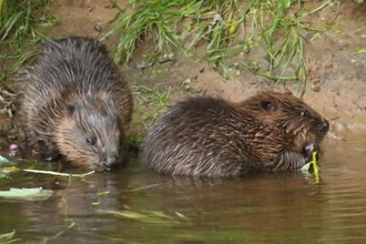 Beaver Kits Mike Symes