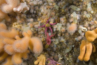 Paul Naylor http://www.marinephoto.co.uk/