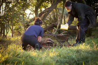 Badger Vaccination Tom Marshall 