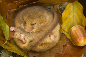 Dormouse Danny Green/2020VISION