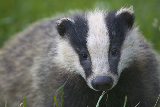 European badger - Bertie Gregory/2020VISION