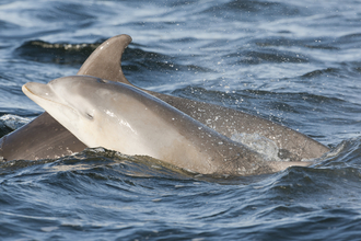 Bottlenose Dolphin John MacPherson/2020VISION