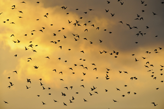 Starlings Sunset Terry Whittaker/2020VISION