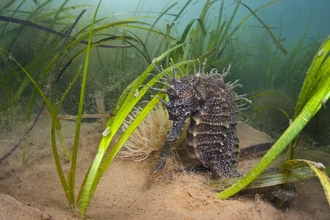 Long-snouted seahorse