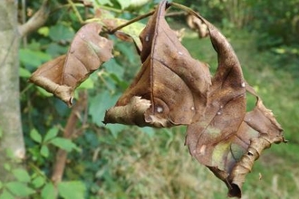 Ash Dieback Steve Collin