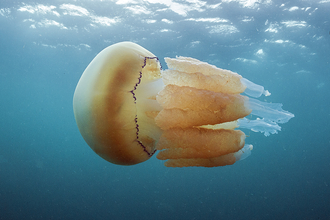 Blue Jellyfish The Wildlife Trusts