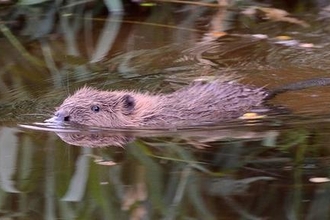 Beaver (c) Nick Upton