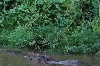 Beavers (c) David Land
