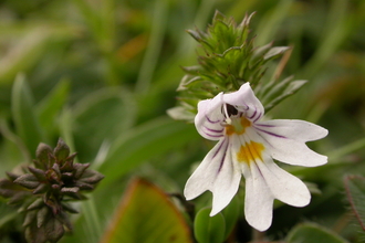Eyebright (c) Philip Precey