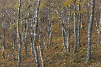 Forest Peter Cairns/2020VISION