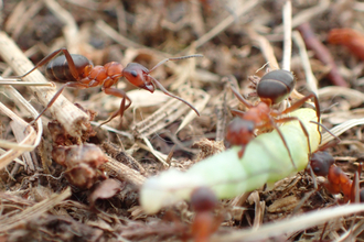 Narrow-headed ants