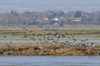 Common Teal in Flooded Field (c) Nick Upton/2020VISION/naturepl.com