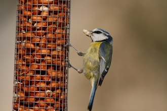 Injured bird advice | The Wildlife Trusts