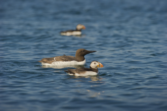 Seabirds Rob Jordan/2020VISION