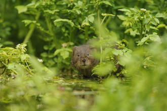 Water Vole (c) Terry Whittaker/2020VISION