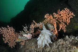 Gorgonian Coral