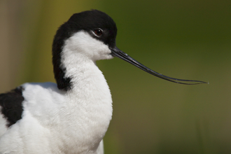 Avocet the wildlife trusts