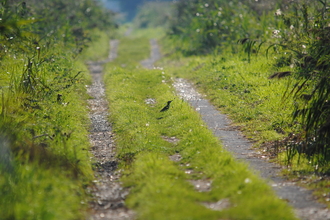 Green Woodpecker in verge (c) Amy Lewis