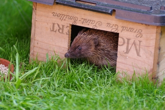 Hedgehog house (c) Gillian Day