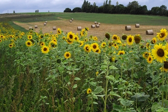 Sunflowers at Lower Smite Farm (c) Zoe Stevens