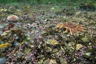 Seabed