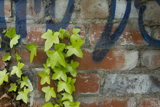 Graffiti and plants (c) Paul Hobson