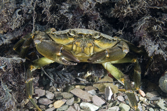 Shore crab