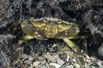 Crustaceans | The Wildlife Trusts