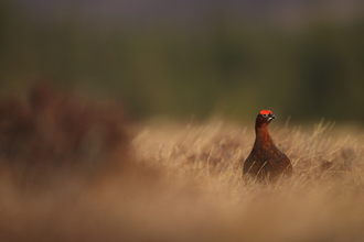 Red grouse (c) Luke Massey/2020VISION