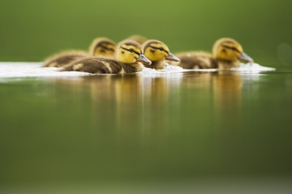 duck wildlife trust