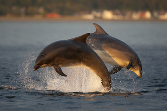 Bottlenose dolphins