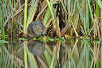 Water Vole (c) Terry Whittaker/2020VISION