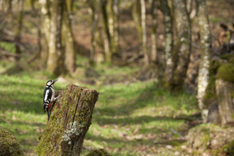 Great Spotted woodpecker (C) 