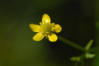 Badgeworth buttercup, Gloucestershire Wildlife Trusts