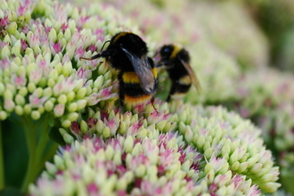 Bees on flowers