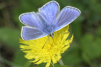 Blue butterfly on yellow flower the wildlife trusts