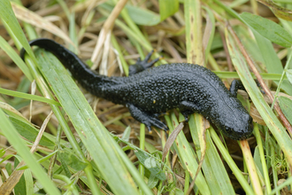 Great crested newt in the grass, The Wildlife Trusts