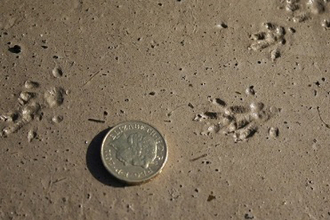 Water vole tracks