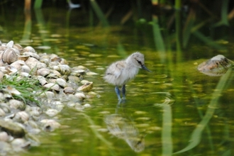 Avocet chick the wildlife trusts