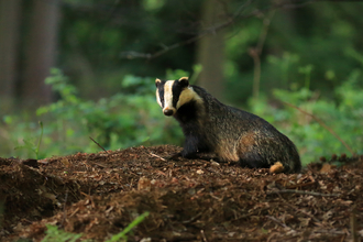 Badger in woods the wildlife trusts