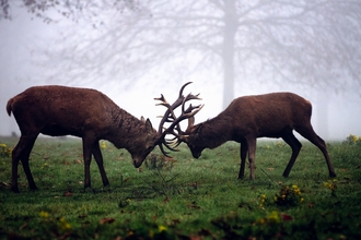 Red deer stags clashing, The Wildlife Trusts