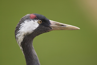 Common crane, The Wildlife Trusts
