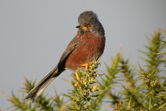 Dartford warbler, The Wildlife Trusts