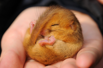 dormouse wildlife trust