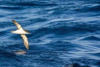 Manx shearwater flying over sea, The Wildlife Trusts