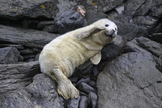 Grey seal pup waving its flipper, the Wildlife Trusts