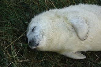 Grey seal pup lying with eyes closed, the Wildlife Trusts