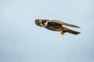 Hobby in flight, the Wildlife Trust