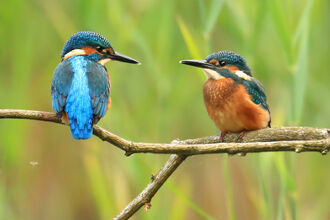Kingfisher wildlife trust