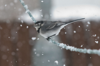 Pied wagtail perched on a washing line as snow falls, The Wildlife Trusts